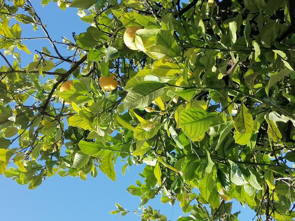 Вилла Lemon Tree House Каливес Экстерьер фото