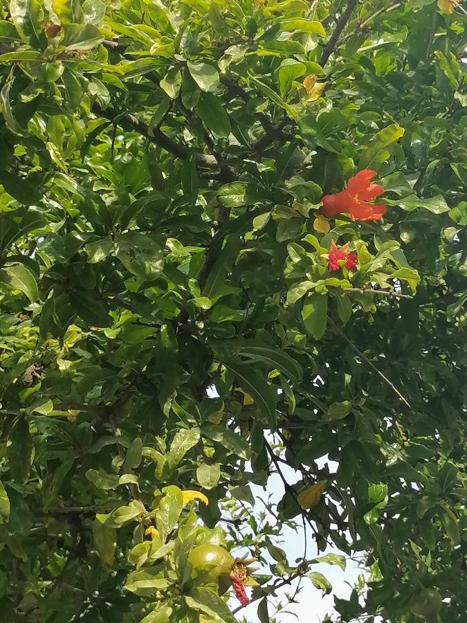 Вилла Lemon Tree House Каливес Экстерьер фото